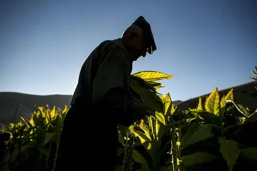Zekariya Cektir, 75, collects tobacco leaves in a field near Kurudere village, Adiyaman province, southeast Turkey, Wednesday, Sept. 28, 2022. Tobacco growers in southeast Turkey's Celikhan district are feeling the pinch as annual inflation reaches a new 24-year high. Official data released Monday Oct. 3, 2022 shows consumer prices rise 83.45% from a year earlier, further hitting households already facing high energy, food and housing costs. Experts say the real rate of inflation is much higher 