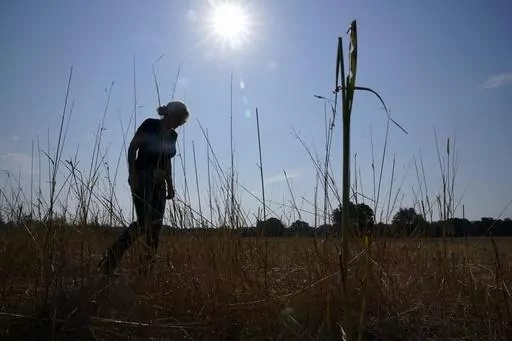 Gilda Jackson walks on a pasture on her property that she grows hay on in Paradise, Texas, Aug. 21, 2023. Revved-up climate change now permeates Americans’ daily lives with harm that is “already far-reaching and worsening across every region of the United States," a massive new government report says Tuesday, Nov. 14. (AP Photo/Tony Gutierrez, File)