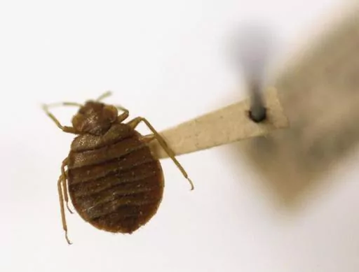 A bedbug is displayed at the Smithsonian Museum in Washington, March 30, 2011. Greece’s health ministry is seeking police help against hoaxers who tried to scare foreign tourists out of several Athens short-term rental flats by inventing a bedbug crisis. (AP Photo/Carolyn Kaster, File)