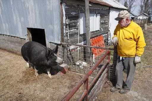 Chris Petersen looks at a Berkshire hog in a pen on his farm on April 17, 2020, near Clear Lake, Iowa. COVID-19 has created problems for all meat producers, but pork farmers have been hit especially hard. The federal government announced Tuesday, Oct. 18, 2022, a program that will provide $1.3 billion in debt relief for about 36,000 farmers who have fallen behind on loan payments or face foreclosure. (AP Photo/Charlie Neibergall, File)