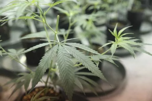 Marijuana plants in their initial stages of growth are cultivated in one of the rooms within Surterra Therapeutics' 6,000-square-foot facility, June 28, 2016, on the outskirts of Tallahassee, Fla. The Florida Supreme Court issued rulings Monday, April 1, 2024, allowing the state's voters to decide whether to protect abortion rights and legalize recreational use of marijuana, rejecting the state attorney general's arguments that the measures should be kept off the November ballot. (Joe Rondone/Ta