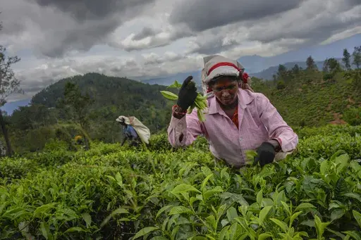 A woman tea plantation worker plucks tea leaves at an estate in Badulla, Sri Lanka, Tuesday, Sept. 10, 2024. (AP Photo/Eranga Jayawardena)