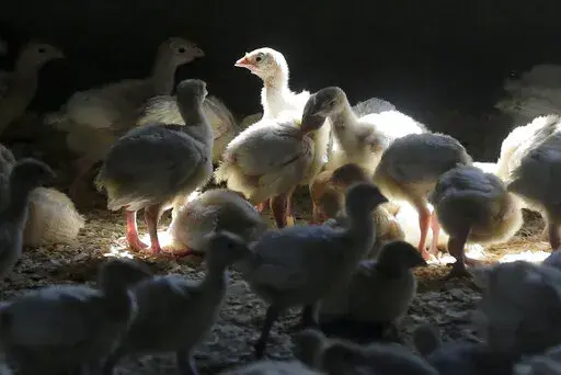 Turkeys stand in a barn on turkey farm near Manson, Iowa on Aug. 10, 2015. A Colorado prison inmate has tested positive for bird flu in the first confirmed case of a human being infected with the disease that has resulted in the death of millions of chickens and turkeys. The U.S. Centers for Disease Control and Prevention said Thursday, April 28, 2022, that the man who tested positive had been in a pre-release program and was helping removing chickens from an infected farm. (AP Photo/Charlie Nei