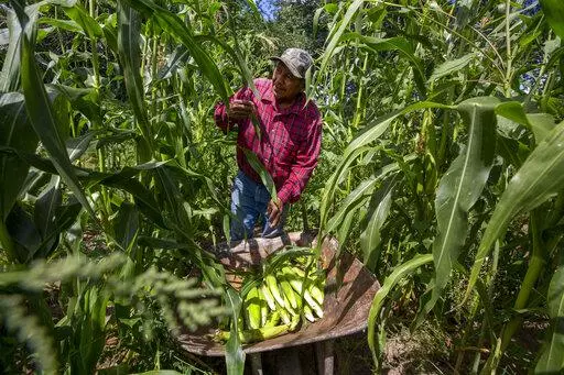 Farmer Eugene “Hutch” Naranjo harvests corn at his ancestral family farm on the Santa Clara Pueblo in northern New Mexico, Monday, Aug. 22, 2022. Climate change is taking a toll on the community, which has been home to Tewa-speaking people for thousands of years. (AP Photo/Andres Leighton)
