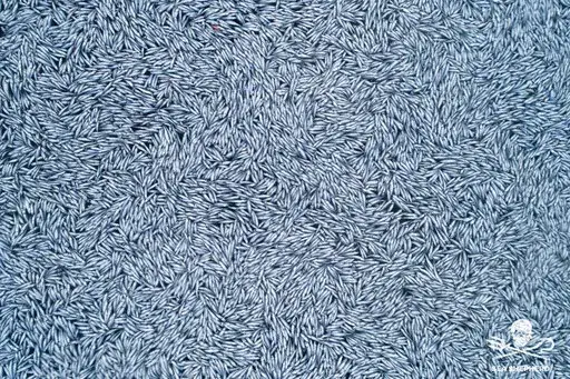 CAPTION CORRECTS SPELLING OF SHEPHERD In this photo provided by Sea Shepherd on Saturday Feb. 5, 2022, dead fish float in the Bay of Biscay, off La Rochelle, western France on Thursday Feb.3, 2022. France's maritime minister has ordered an investigation after environmental group Sea Shepherd released video and photos of a massive dump of fish in the Atlantic. The images show swarms of fish in the Bay of Biscay off the southwest France. The reason for the dump is unclear. (Sea Shepherd via AP)