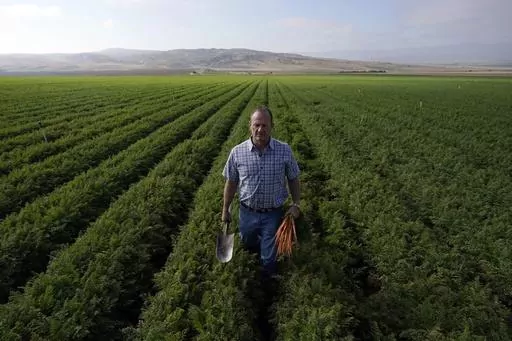 Jeff Huckaby, president and CEO of Grimmway, walks on a carrot field owned by the company, Thursday, Sept. 21, 2023, in New Cuyama, Calif. In the Cuyama Valley northwest of Los Angeles, two of the country's biggest carrot farmers filed a lawsuit in a bid to have their groundwater rights upheld by a judge. The move pushed hundreds of small farmers and cattle ranchers, local residents and even the tiny school district into court, and has prompted community outcry and a call for a carrot boycott. (