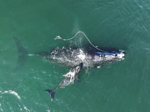 This Dec. 2, 2021, photo provided by the Georgia Department of Natural Resources shows an endangered North Atlantic right whale entangled in fishing rope being sighted with a newborn calf in waters near Cumberland Island, Ga. The federal government hasn't done enough to protect a rare species of whale from lethal entanglement in lobster fishing gear, and new rules are needed to protect the species from extinction, a judge has ruled, Friday, July 8, 2022.  (Georgia Department of Natural Resources