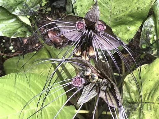 This Dec. 29, 2018 image provided by D. Allan Drummond shows a bat flower (Tacca chantrieri) in Papaikou, Hawaii. (D. Allan Drummond via AP)