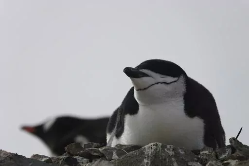 This image provided by Won Young Lee shows wild chinstrap penguins on King George Island, Antarctica. Researchers have discovered that some penguin parents sleep for only seconds at a time around-the-clock to protect their eggs and chicks. Sensors were attached to adult chinstrap penguins in Antarctica for the research. The results published Thursday, Nov. 30, 2023 show that during the breeding season, the penguins nod off thousands of times each day but only for about four seconds at a time. (W