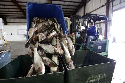 Asian carp are unloaded at Two Rivers Fisheries in Wickliffe, Ky., Feb. 11, 2020. The state of Illinois is unveiling a market-tested rebranding campaign to make the fish appealing to consumers. (AP Photo/Mark Humphrey, File)
