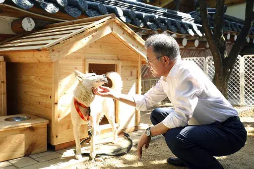 In this photo provided on Oct. 2018, by South Korea Presidential Blue House, South Korean President Moon Jae-in touches a white Pungsan dog, named Gomi, from North Korea, in Seoul, South Korea. (South Korea Presidential Blue House via AP, File)