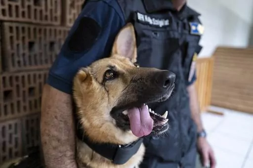 Rambo, a German Shepherd, who was injured in Ukraine's embattled Kharkiv region and was later adopted by the Budapest Police's dog squad is photographed, in Budapest Hungary. June 6, 2023. Rambo is now training with the Budapest Police in neighboring Hungary, and setting an example that dogs and people, can do great things despite their disabilities. Three-year-old Rambo accompanied Ukrainian soldiers on the front line in Ukraine's Kharkiv region when a rocket attack sent shrapnel into his head,