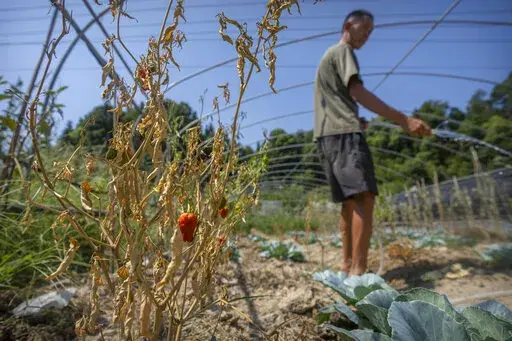 Gan Bingdong uses a hose to water plants near a dying chili pepper plant at his farm in Longquan village in southwestern China's Chongqing Municipality, Saturday, Aug. 20, 2022. Drought conditions across a swathe of China from the densely populated east across central farming provinces into eastern Tibet have "significantly increased," the national weather agency said Saturday. The forecast called for no rain and high temperatures for at least three more days from Jiangsu and Anhui provinces nor
