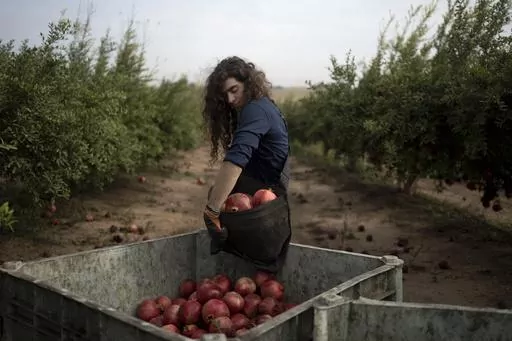 Ido Gilad, 17, drops off a bag of pomegranates he picked while volunteering on a farm in Ashkelon, Israel, Friday, Oct. 27, 2023. The Israel-Hamas war has plunged Israel’s agricultural heartlands into crisis. Near Gaza, the military has banned all farming within 4 kilometers of the border fence and tightly monitors farmers whose lands lie just outside the no-go zone. In the north near the Lebanese and Syrian borders, entire communities have been evacuated because of rocket fire from Lebanon’