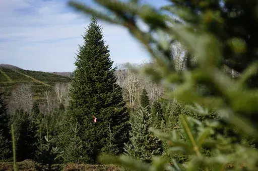 The official White House Christmas tree, a 20-foot Fraser fir, is seen at the Cartner's Christmas Tree Farm, Wednesday, Nov. 13, 2024, in Newland, N.C. (AP Photo/Erik Verduzco)