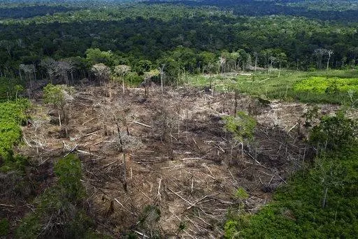 Trees lie in an area of recent deforestation identified by agents of the Chico Mendes Institute in the Chico Mendes Extractive Reserve, Acre state, Brazil, Thursday, Dec. 8, 2022. Brazil's incoming president, Luiz Inácio Lula da Silva, has promised to eliminate all deforestation by 2030, which would be a complete change of course for Brazil compared to the last four years. (AP Photo/Eraldo Peres)