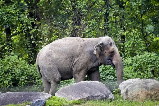 Bronx Zoo elephant "Happy" strolls inside the zoo's Asia Habitat in New York on Oct. 2, 2018. New York's top court on Tuesday, June 14, 2022, rejected an effort to free Happy the elephant from the Bronx Zoo, ruling that she does not meet the definition of "person" who is being illegally confined. (AP Photo/Bebeto Matthews, File)
