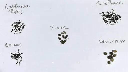 This Sept. 28, 2022, image provided by Jessica Damiano shows harvested seeds of California poppy, cosmos, zinnia, coneflower and nasturtiums. (Jessica Damiano via AP)