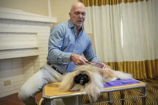 President of the Westminster Kennel Club Donald Sturz shows Fiona, his pet pekingese, during an interview with The Associated Press at The New Yorker hotel, Thursday, Jan. 30, 2025, in New York. (AP Photo/Julia Demaree Nikhinson)
