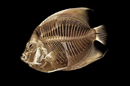 This image provided by the Denver Zoo on Monday, Sept. 4, 2023, shows a CT scan of a French angelfish. A zoo worker noticed the blue and yellow fish was swimming with a tilt. The seven-inch fish was sedated, balanced on a sponge and had water poured over its gills to keep it alive as the CT scan took place. Inflamed intestines were causing increased internal gas affecting the fish’s buoyancy. Zoo spokesperson Jake Kubie said Sunday, Sept. 3, that the fish was treated with antibiotics and is ag