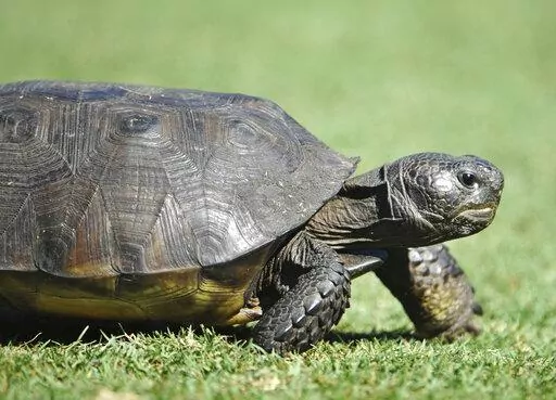 A gopher tortoise ambles along a tee box on Sept. 21, 2014 in Ponte Vedra Beach, Fla. The U.S. Fish and Wildlife Service said Tuesday, Oct. 11, 2022, that the burrowing reptiles don’t need federal protection in Florida, Georgia, South Carolina and most of far south Alabama but remain threatened in southeastern Mississippi and bits of Louisiana and southwest Alabama. (Will Dickey/The Florida Times-Union via AP)