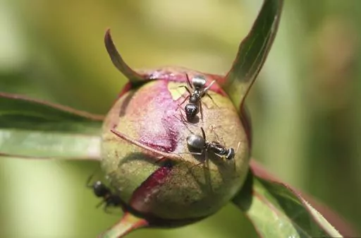 This image provided by Bugwood.org shows adult ants feeding on the sweet nectar-like substance secreted by a peony bud in Fort Collins, Colo. on May 7, 2006. (Whitney Cranshaw/Colorado State University/Bugwood.org via AP)