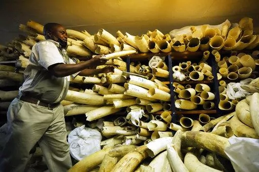 A Zimbabwe National Parks official inspects some of the elephant tusks during a tour of ivory stockpiles in Harare, May, 16, 2022. An international conference on trade in endangered species ended Friday, Nov. 25, in Panama, with protections established for over 500 species. (AP Photo/Tsvangirayi Mukwazhi, File)