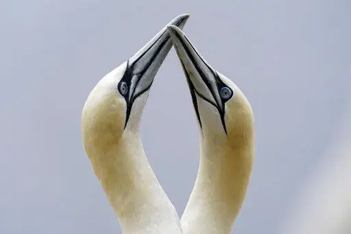 A pair of northern gannets greet each other by touching beaks on Bonaventure Island in the Gulf of St. Lawrence off the coast of Quebec, Canada's Gaspe Peninsula, Tuesday, Sept. 13, 2022. Scientists are tracking the threats to seabirds, like gannets, from climate change, overfishing and other perils wrought by humans. (AP Photo/Carolyn Kaster)