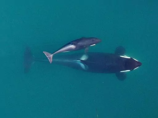 This Sept. 2015, photo provided by NOAA Fisheries shows an aerial view of adult female Southern Resident killer whale (J16) swimming with her calf (J50). New research suggests that inbreeding may be a key reason that the Pacific Northwest's endangered population of killer whales has failed to recover despite decades of conservation efforts. The so-called "southern resident" population of orcas stands at 73 whales. That's just two more than in 1971, after scores of the whales were captured for di