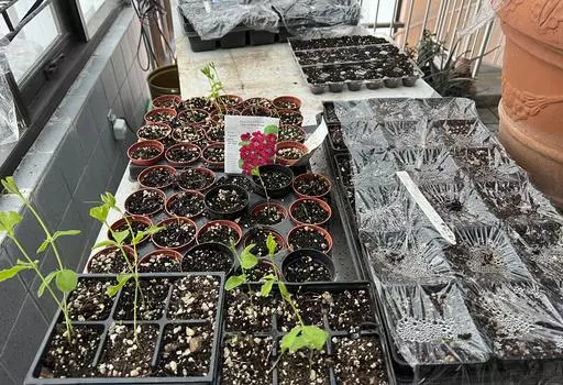 This image provided by Jeff Lowenfels shows flats of sweet peas grown from seed, some in recycled egg cartons, on March 23, 2023, in Anchorage, Alaska. The longer days of spring make this a good time to start plants from seed, either indoors or outdoors. (Jeff Lowenfels via AP)