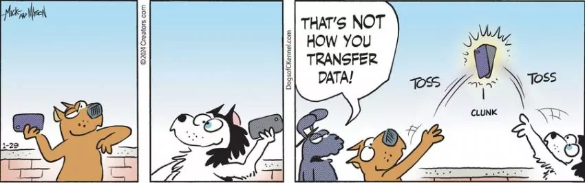 Dogs of C-Kennel for Jan 29, 2024