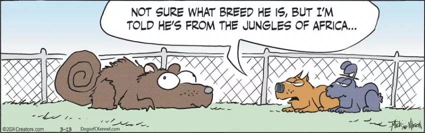 Dogs of C-Kennel for Mar 13, 2024