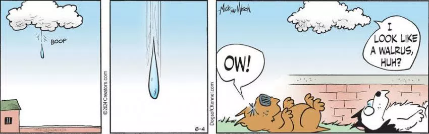 Dogs of C-Kennel for Jun 04, 2024