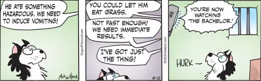 Dogs of C-Kennel for Aug 12, 2023