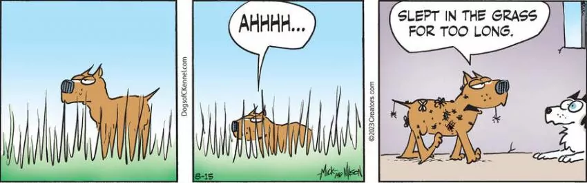 Dogs of C-Kennel for Aug 15, 2023