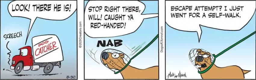 Dogs of C-Kennel for Aug 30, 2023