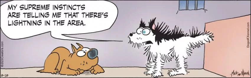 Dogs of C-Kennel for Sep 19, 2023