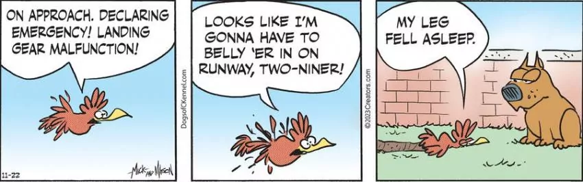 Dogs of C-Kennel for Nov 22, 2023