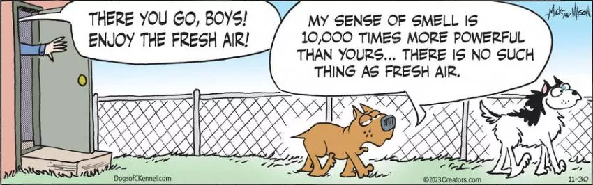 Dogs of C-Kennel for Nov 30, 2023